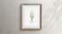 vintage squid print wall art